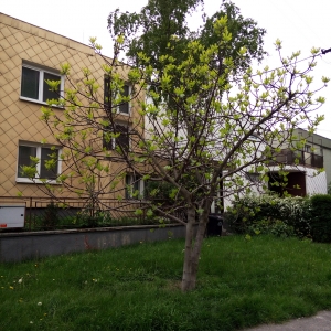 Fig tree in Rača