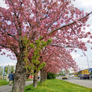Cherry alley on Pekná cesta