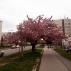Cherry alley on Pekná cesta