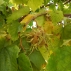Turkish hazels on Pekná cesta